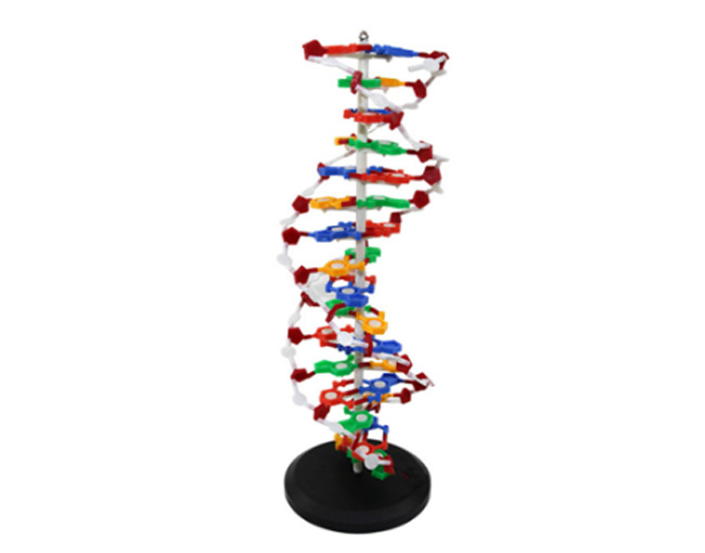 33306DNA�Y��ģ��